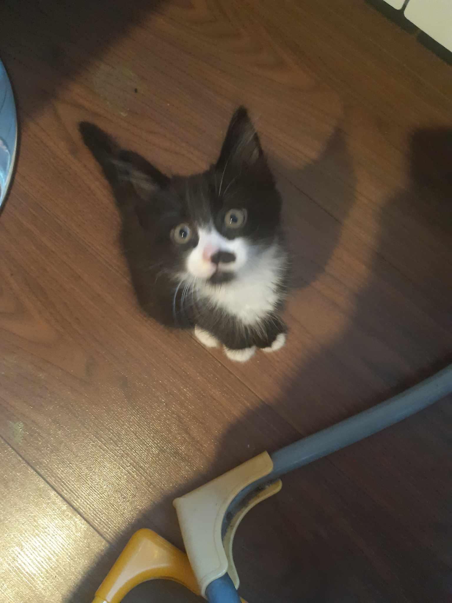 Motanel pentru adoptie