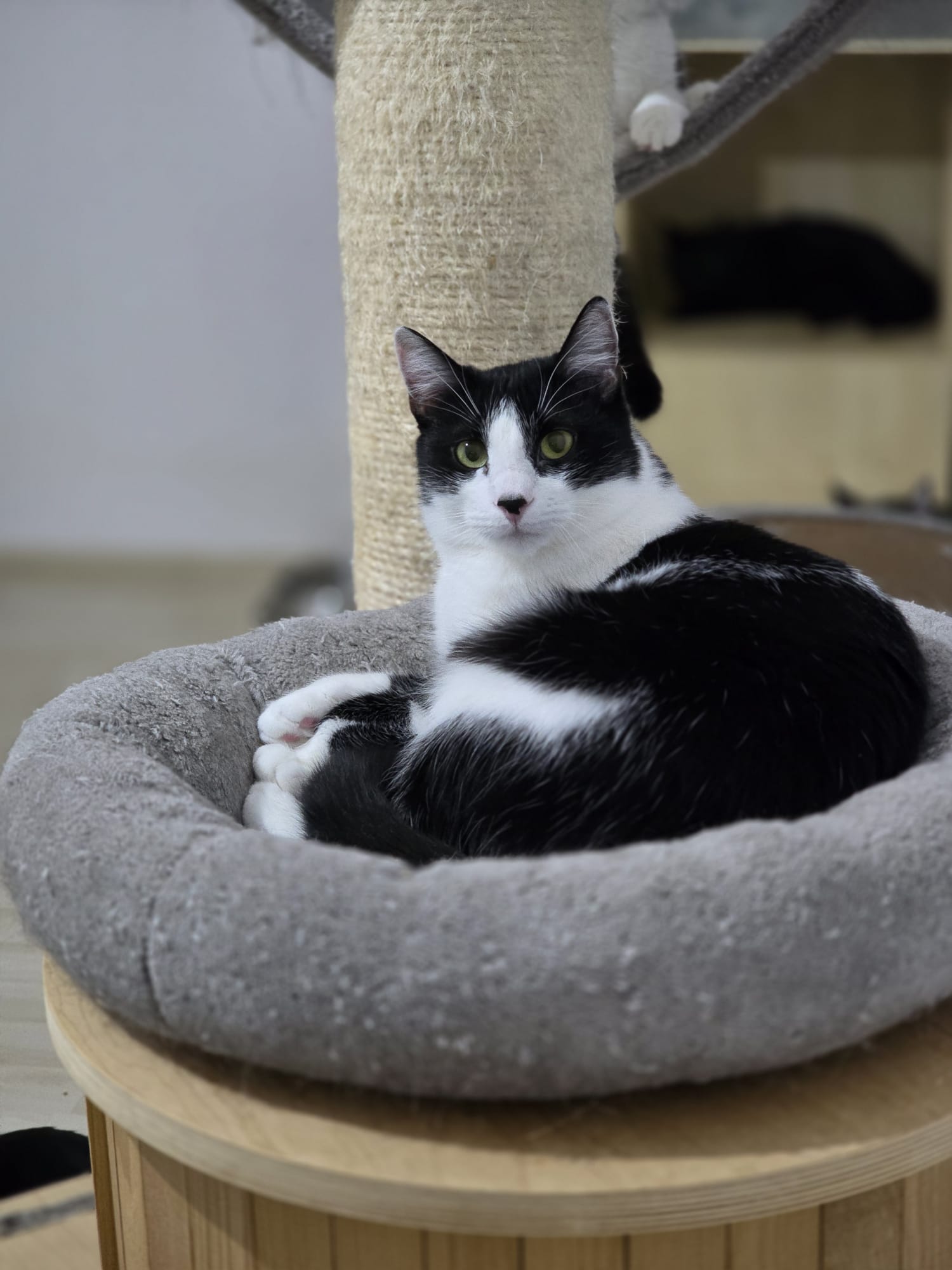 Serena – de adoptat si iubit toata viata (1 an)