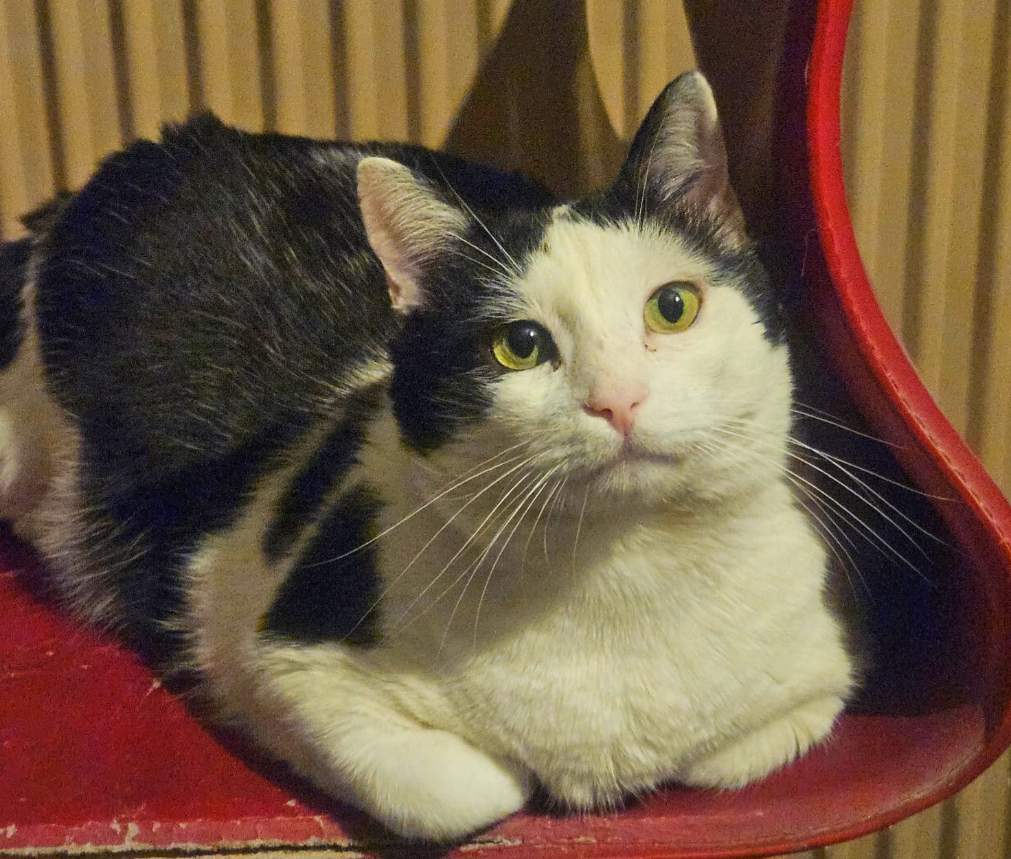 Adoptie motan Hellas
