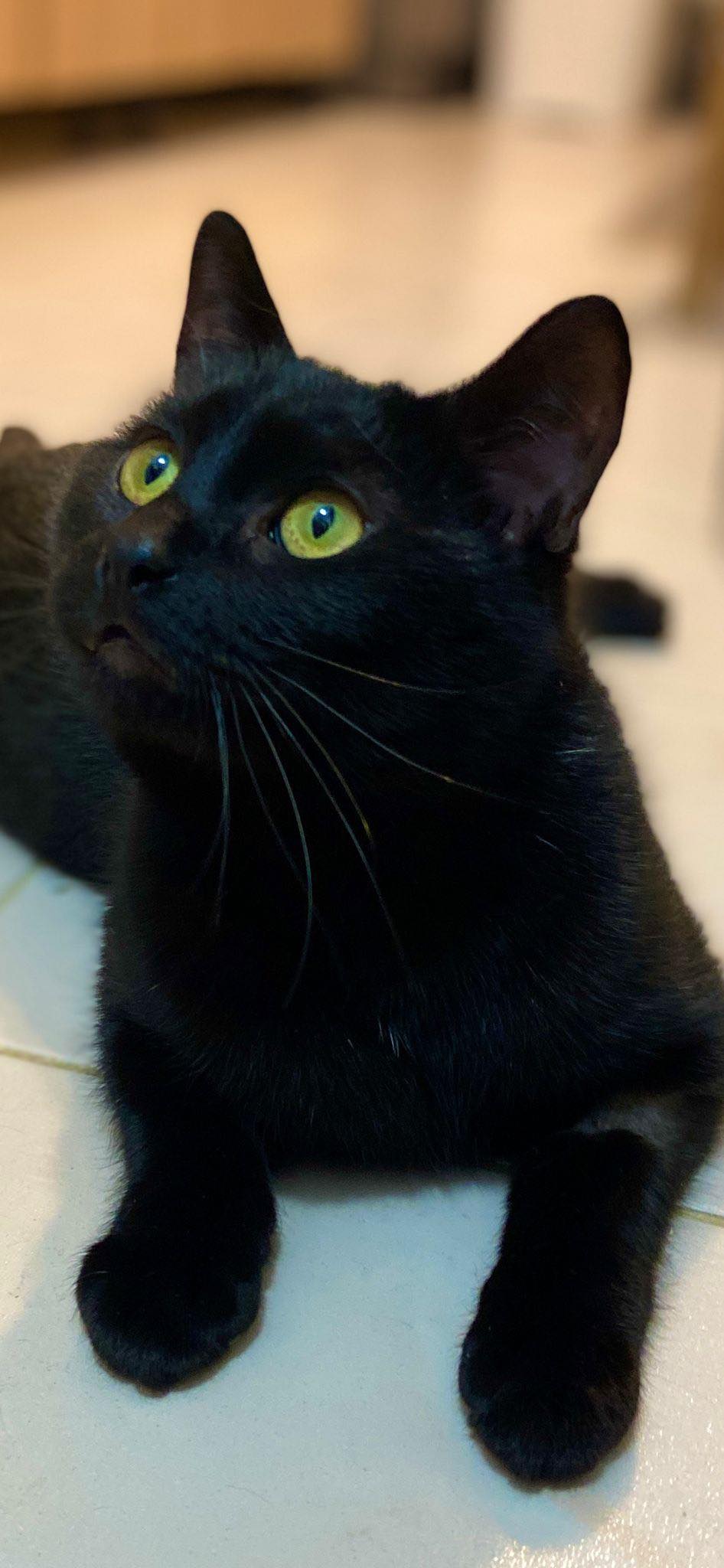 Tanu – Adoptie responsabila in Bucuresti